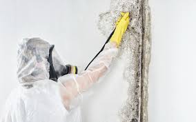 Biohazard Mold Removal in Walterboro, SC